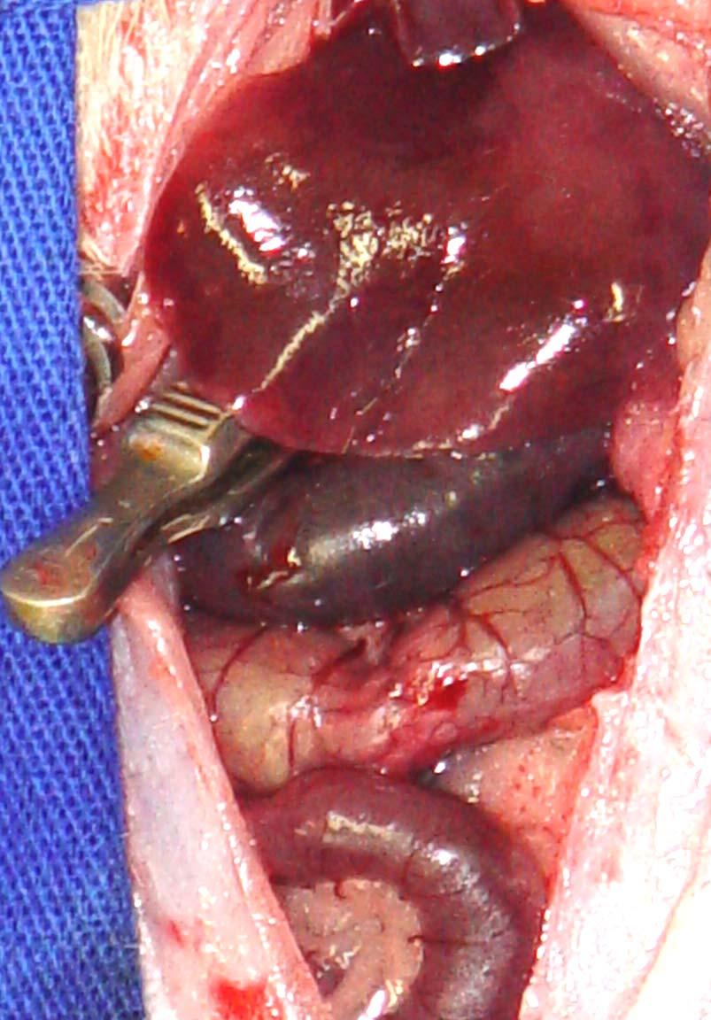 Figura 5 Foto mostrando o fígado isquemiado (seta amarela), vísceras abdominais isquemiadas (seta laranja) e a presença da pinça