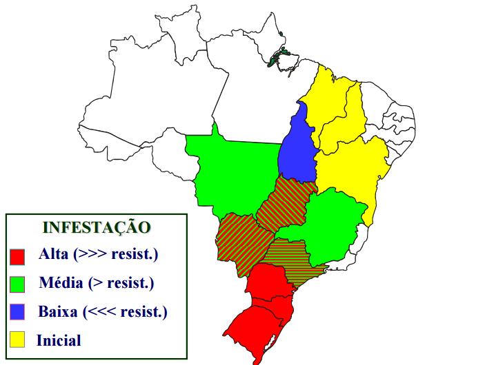 Infestação Conyza sp