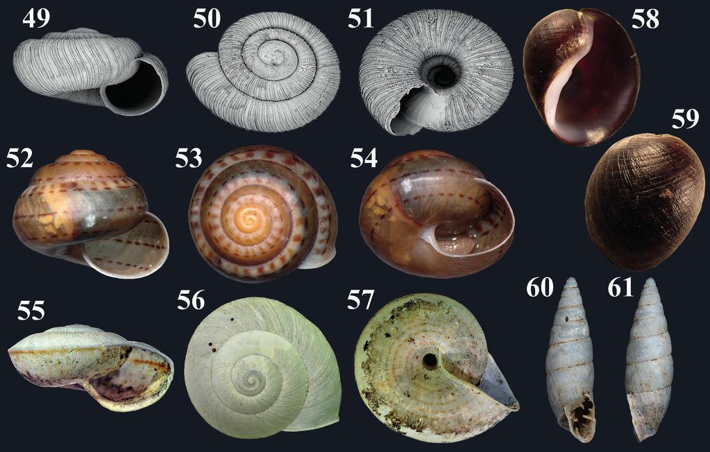 140 Birckolz, C. J. et al.: Checklist of newly described (2006 2016) land and freshwater Gastropoda from Brazil Figure 49. Radiodiscus sanchicoensis, paratype (MCP 6707, H = 0.9 mm, D = 1.6 mm).