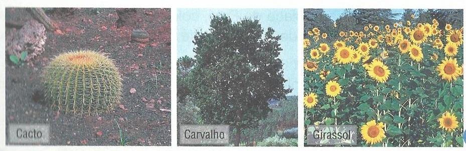 5. As plantas são influenciadas pelos fatores do meio. Observa as plantas da figura 5. Atribui a cada umas das frases um fator do meio. Fig.