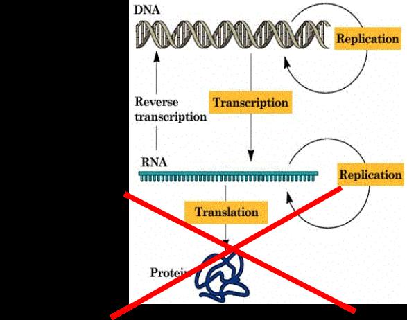 RNAs não codificantes ou ncrnas Definição