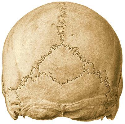 posterior do crânio com ossos suturais Vista