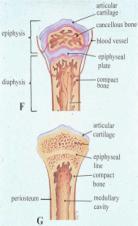 Juntura Cartilagínea
