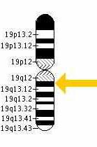 GENE : 19q13.1 = RYR1 23 PARES DE CROMOSSOMOS 22 AUTOSSÔMICOS 01 SEXUAL GENE 19q13.