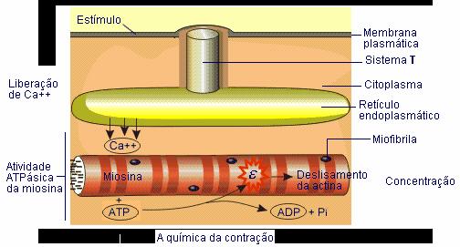 CONTRAÇÃO