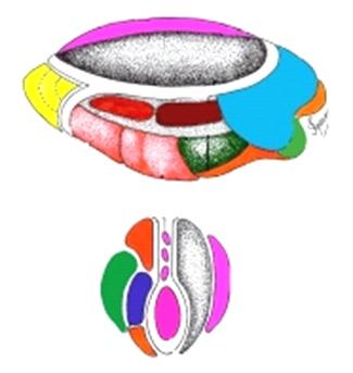 COLEÇÃO MONOGRAFIAS NEUROANATÔMICAS MORFO-FUNCIONAIS VOLUME 15 DIENCÉFALO I: FILOGÊNESE, ONTOGÊNESE,