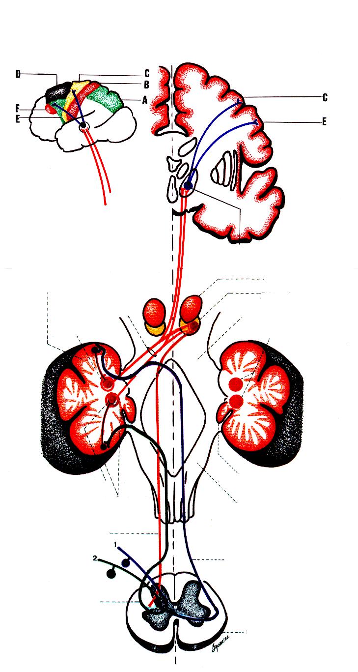 Vias: (1) : Espinocerebelar Direta ( dorsal ), (2) : Espinocerebelar cruzada ( ventral ) (3) Interpósito-Paleorrúbrica-Tálamo-Cortical Superfície lateral do hemisfério esquerdo A Área motora parietal