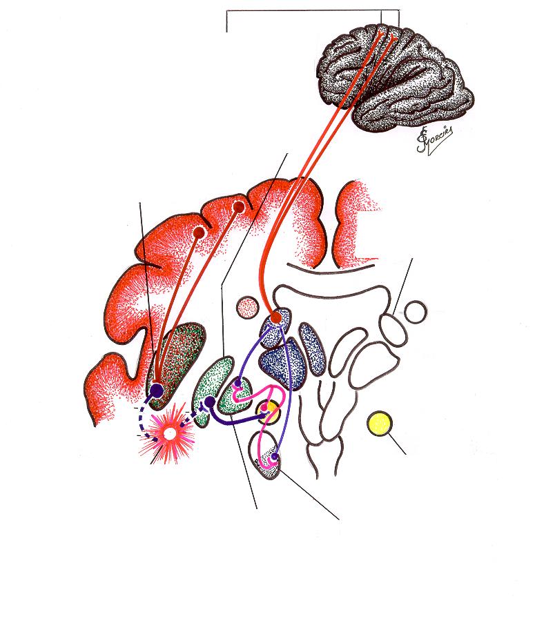 Área Motora Primária Putamen (striatum) Núcleos talâmicos Ventral anterior Ventral lateral Putamen (striatum) Núcleos talâmicos Ventral anterior Ventral lateral Núcleo pálido lateral Núcleo pálido