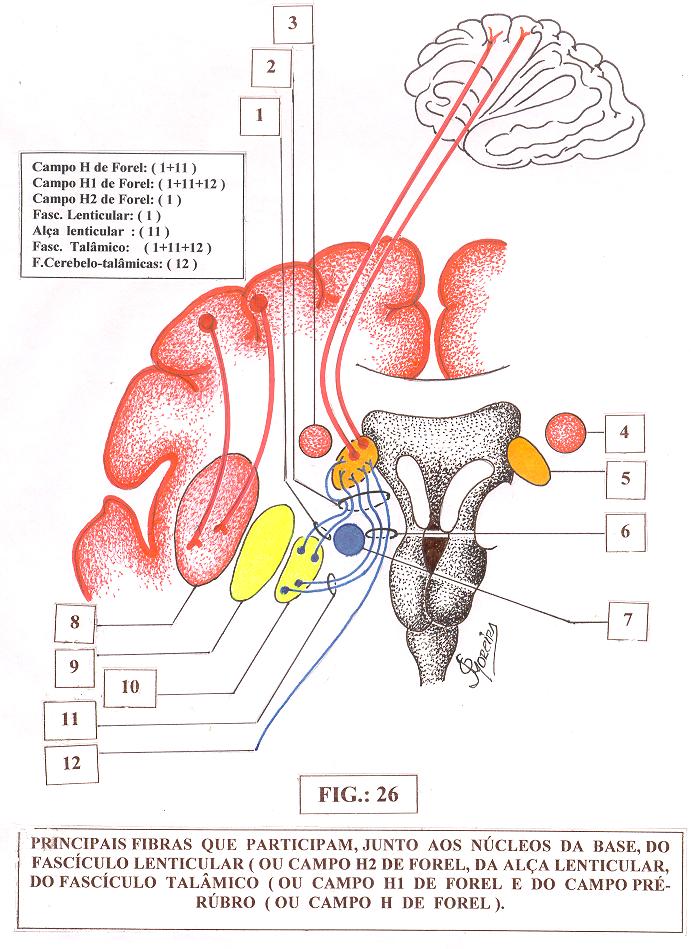 FIG.: 52 Principais fibras que participam, junto aos Núcleos da Base ( ou Gânglios da base ) do Fascículo Lenticular ( ou Campo H2 de Forel ), da Alça Lenticular do Fascículo Talâmico ( ou Campo Hl