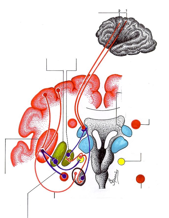 Áreas alvo do córtex frontal: 1. Motora e 2. Pré-motora.