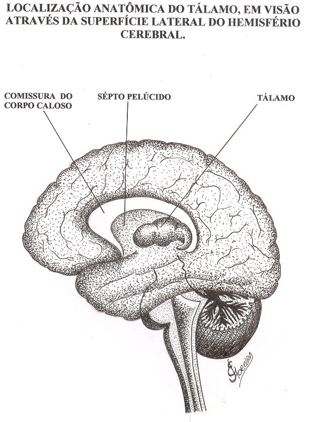 LOCALIZAÇÃO ANATÔMICA DO TÁLAMO, Talâmica EM VISÃO, ATRAVÉS DA SUPERFÍCIE LATERAL DO HEMISFÉRIO CEREBRAL ( TELENCÉFALO ESQUERDO ).