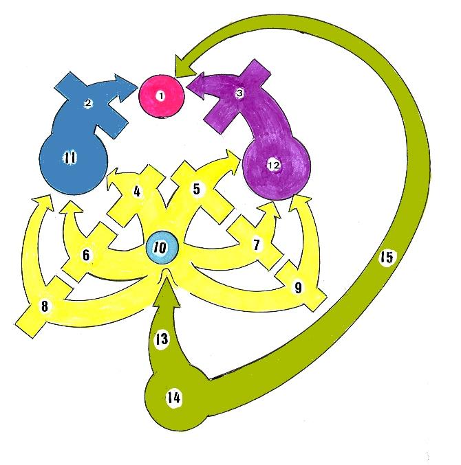 Evolução Filogenética da Formação Hipocampal, no Sistema Nervos Central do Anfíbio Primitivo: SALAMANDRA. AA Fig.: 1.2 1.Àrea dorsal, que será, no futuro filogenético, transformada em Córtex Cerebral.