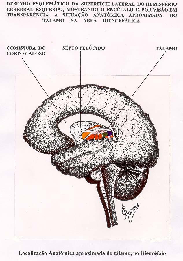 Desenho esquemático, em corte sagital mediano do encéfalo, no qual é mostrado, dissecado, o conjunto dos núcleos talâmicos do lado esquerdo, em posição anatômica aproximada, tendo como fundo ( em
