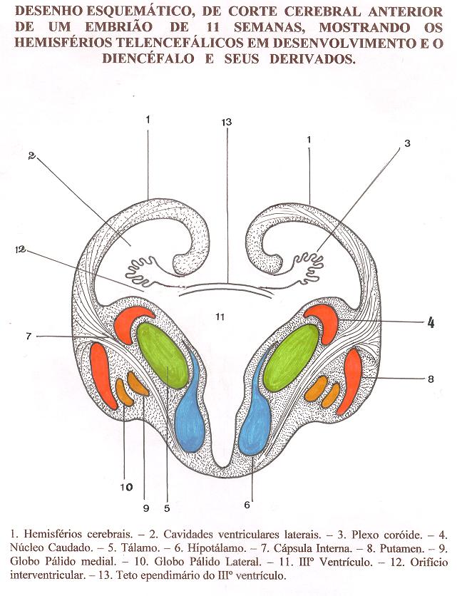 Desenho esquemático de Corte Cerebral Anterior, de um Embrião de 11 semanas, mostrando os Hemisférios Telencefálicos em Desenvolvimento e o Diencéfalo e seus derivados. B 14 LEGENDA: 01.