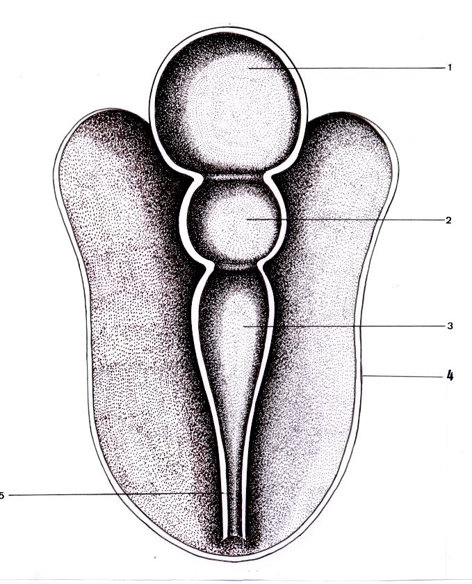 Desenho esquemático de embrião em Desenvolvimento, com três vesículas primárias: Prosencéfalo, Mesencéfalo e Rombencéfalo. FIG.: 6.