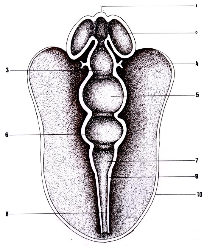 Desenho esquemático do tubo neural, em corte frontal, de embrião na quinta semana do desenvolvimento, mostrando a parte anterior do tubo neural, sub-dividida em cinco vesículas encefálicas.