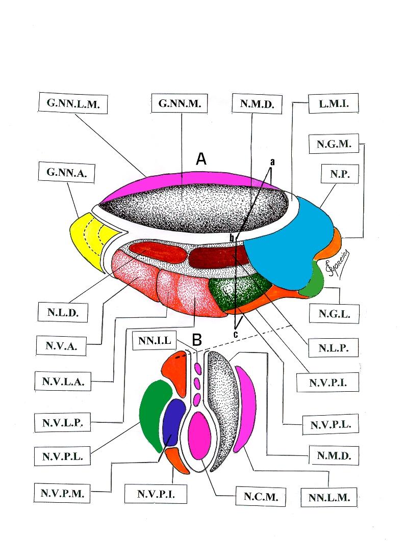 Desenhos esquemáticos do Tálamo Dorsal Esquerdo: 13.A: Principais Grupos Nucleares, em perspectiva. 13.B: Corte vertical ( a,b.