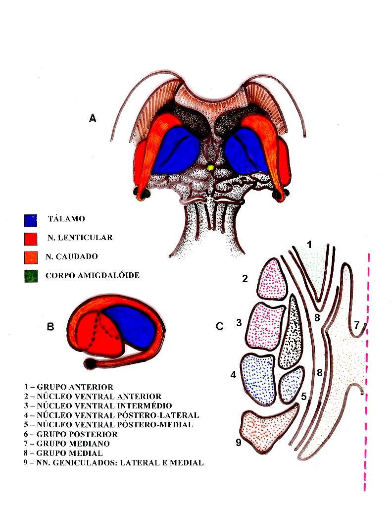 Desenho esquemático mostrando a face posterior do mesencéfalo e do diencéfalo, com visão dorsal de cada lado: do tálamo, núcleo caudado, lenticular, corpo amigdalóide e glândula pineal.