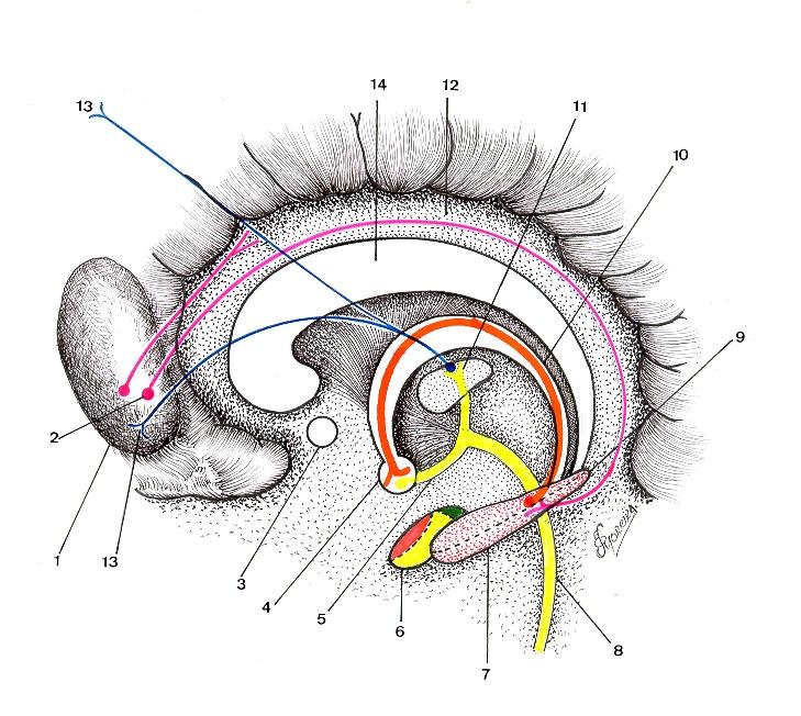 O Circuito de Papez 01. Áreas: Associativas préfrontais:8,9,10,11, 12, 24, 25, 32, 33, 44, 45, 46,47. NÚCLEOS DA FORMAÇÃO RETICULAR VIAS EFERENTES EM DIREÇÃO AO.