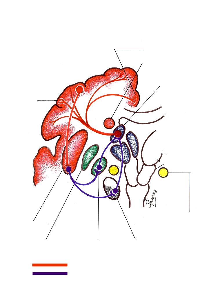 Desenho esquemático, de um dos Circuitos Básicos, entre os Gânglios da Base e o Córtex Cerebral ( Alça Direta ). Observar a intensidade significativa ( em Vermelho ) da Atividade Cortical.