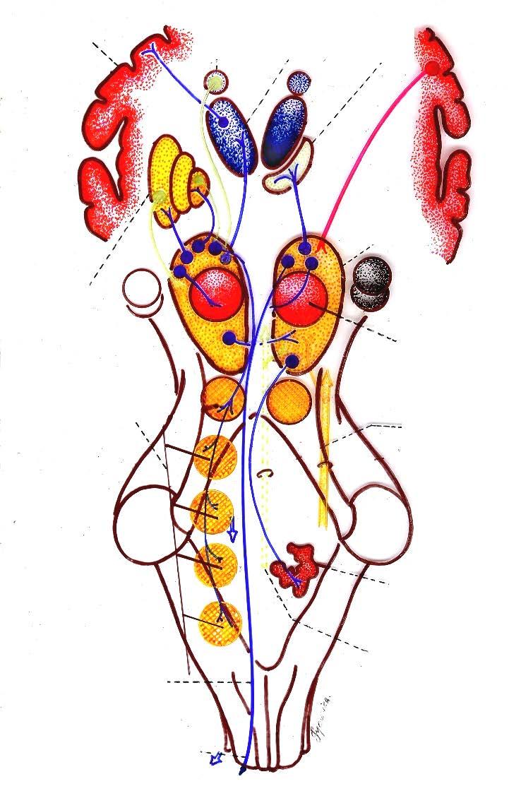 Córtex cerebral Núcleo caudado Tálamo Hipotálamo Substância negra Corpo estriado Núcleo Vermelho ( Ribro ) Núcleos da Formação Reticular do Tronco Encefálico.