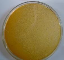 ferrooxidans, um organismo com o comportamento em placa semelhante a um fungo.