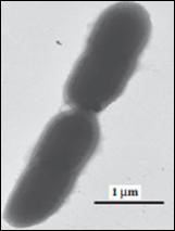 43 Sulfobacillus thermosulfidooxidans: Células no formato de bacilos de 0,6 a 0,8 μm de largura e comprimento de 1,0 a 3,0 μm, gram positivas, podem viver encapsuladas e na forma de agregados,