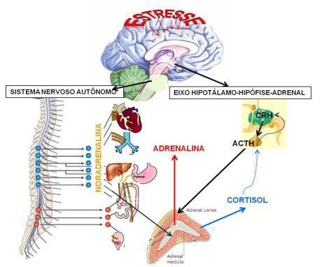 36 Figura 1. Sistema Nervoso Autônomo e Eixo Hipotálamo-Hipófise-Adrenal (Fonte: ULRICH-LAI, HERMAN, 2009) 2.5.