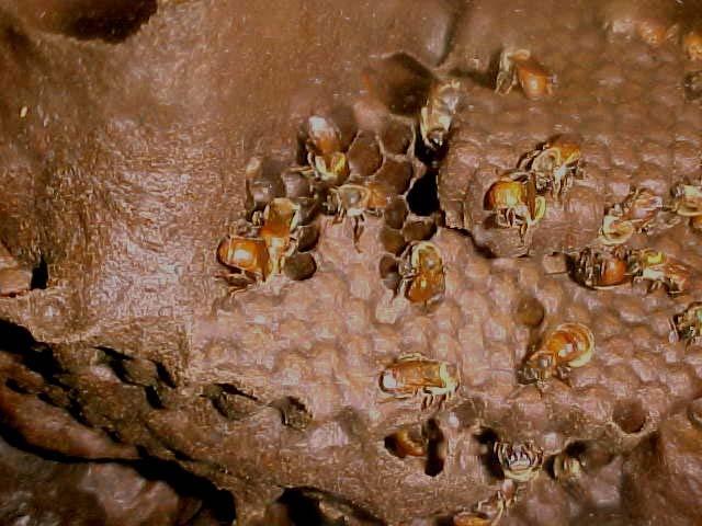 . Figura 3: Monitoramento de abelhas analisadas no