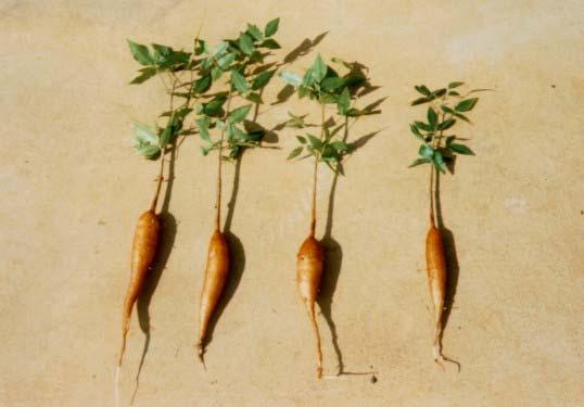FIGURA 7. Plantas de imbuzeiro provenientes de sementes regurgitadas pelos animais aos 12 dias de crescimento.