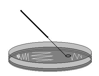 1.2. Semeadura em Placas de Petri (em superfície): O material a ser semeado deverá conter poucos microrganismos porque o inóculo para o isolamento deve ser leve.