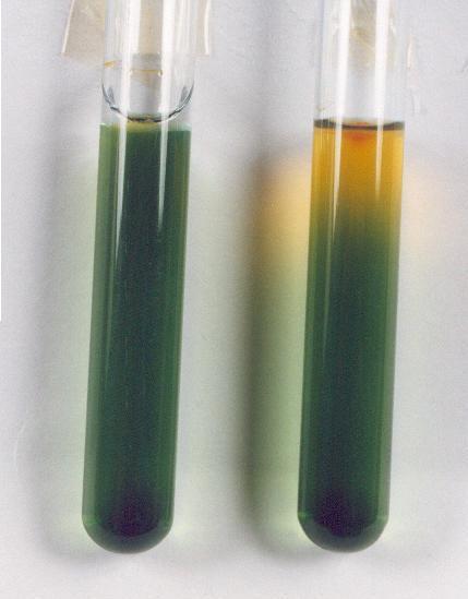 Prova de OF (Oxidação - Fermentação) (Carboidrato Ácido) Azul de Bromotimol: ph Alcalino (Azul), ph