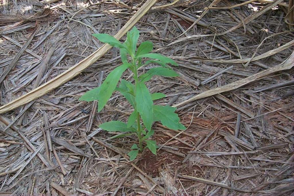 Buva Conyza bonariensis Destino de um herbicida no ambiente Atmosfera Deriva P