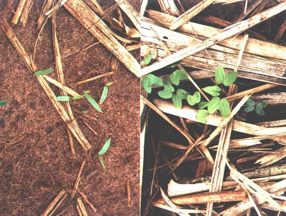 Corda-de-viola Ipomoea