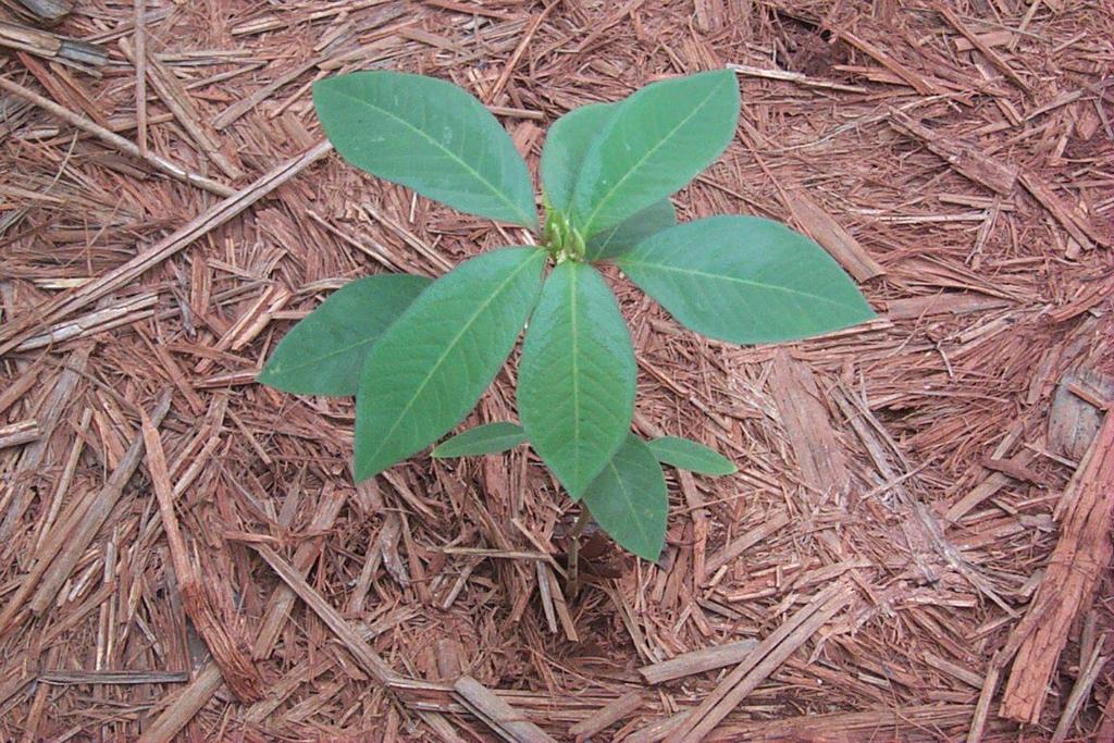 Brachiaria plantaginea