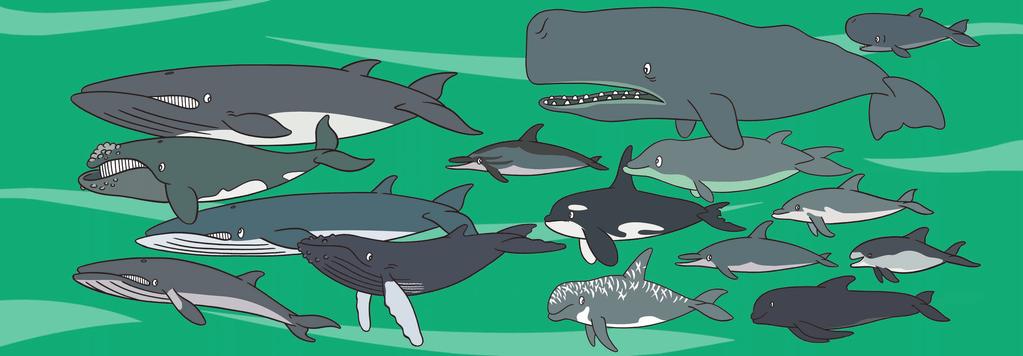 6 Estes son os cetáceos que andan pola costa de Galicia: 7 CACHALOTE CACHALOTE PEQUENO BALEA COMÚN GOLFIÑO