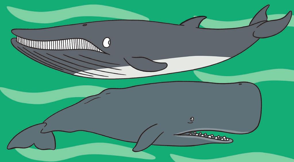 12 13 BARBAS DENTES Os Bolechas e o Lois saen a alta mar e ven a través da auga outros cetáceos