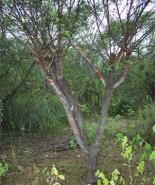 Para Caesalpinia e Croton os tratamentos podem ser aplicados tanto no período chuvoso quanto no seco, pois ambas apresentaram boa regeneração.