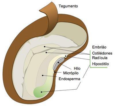 Germinação.