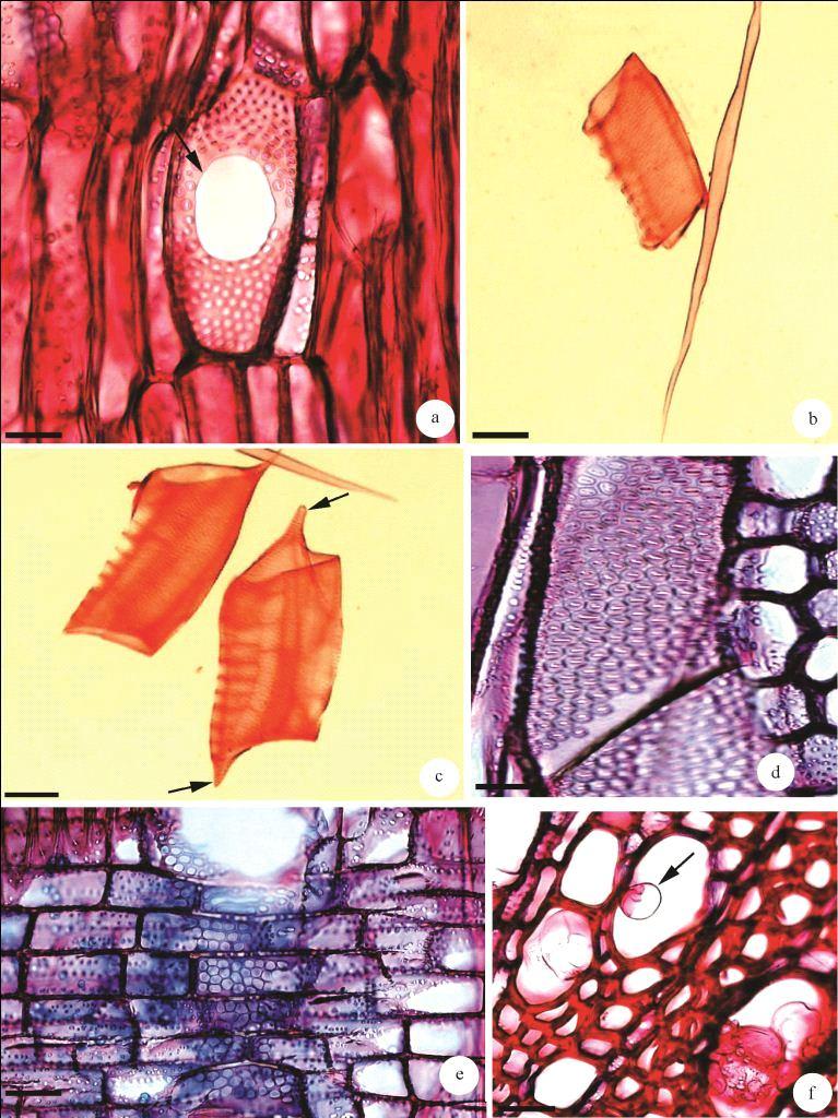 Anatomia comparada do lenho de raiz... 599 Figura 2 Lenho de caule e raiz de Aegiphila sellowiana Cham. a.