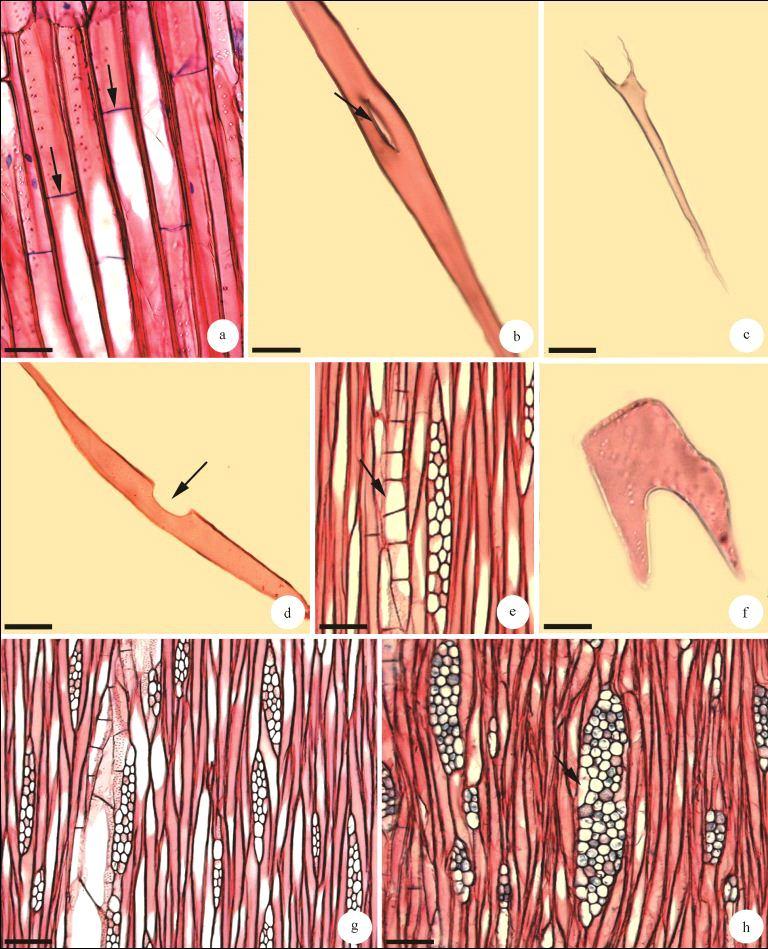 600 Goulart, S. L. Figura 3 Lenho de caule e raiz de Aegiphilla sellowiana Cham. a. Secção longitudinal tangencial de raiz, mostrando fibras septadas (setas) e com pontoações diminutas. b.