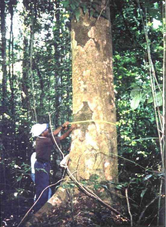 Nas árvores com fuste normal e sem sapopemas, o diâmetro foi medido a 1,30m do solo (Figura 5 - A).
