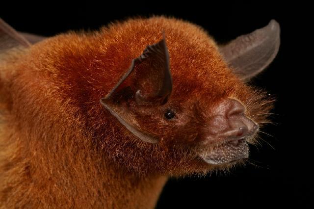 Atividade do morcego insetívoro Pteronotus parnellii em relação a disponibilidade de insetos e estrutura da