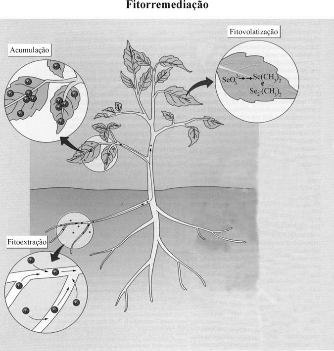 Questão 02 (Valor: 15 pontos) Algumas espécies vegetais podem crescer em solos que são fortemente contaminados por metais e mesmo acumulá-los em altas concentrações em seus tecidos. (KOCHIAN.