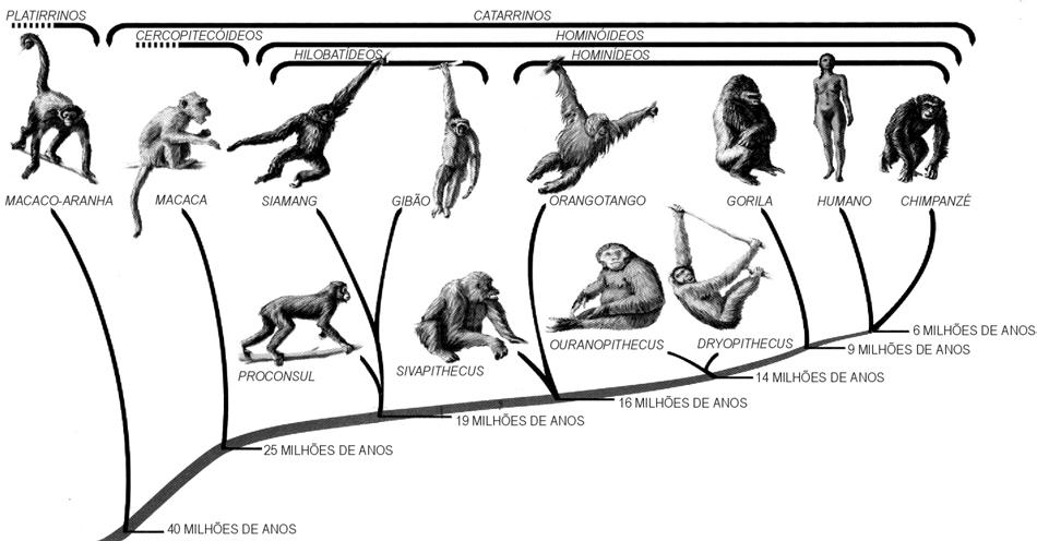 QUESTÕES 05 e 06 Fisicamente, seres humanos são espécimes biológicas razoavelmente inexpressivos.