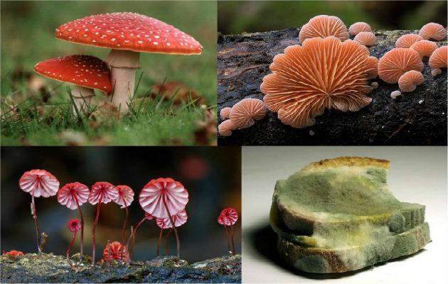 Fungos O Reino Fungi é um grupo de organismos eucariotas, que inclui micro-organismos tais como as leveduras, os