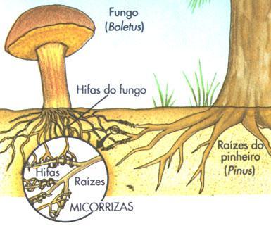 Fungos Dentre os fungos mutualísticos, existem os que vivem associados a raízes de plantas formando as micorrizas (mico= fungo; rizas = raízes).