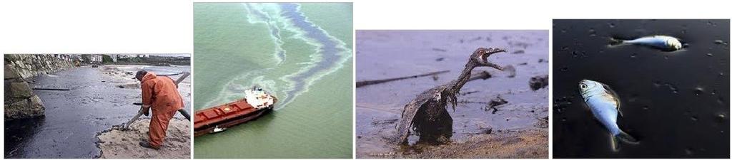 A poluição causada pelo vazamento de petróleo é muito tóxica para os amimais marinhos e para as aves migratórias, além de prejudicar indiretamente a população que vive no litoral das áreas atingidas.