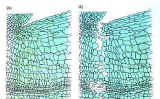 Biossíntese de Etileno na zona de abscisão foliar é induzida por AUXINA: auxina auxina camada de abscisão etileno Fluxo de auxina mantém a folha Redução do fluxo aumenta concentração de auxina na