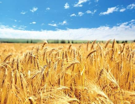 Por isso, lendo com atenção as parábolas de Jesus, podemos descobrir como as pessoas viviam naquela época e qual era sua cultura. Conheciam muito bem a agricultura.